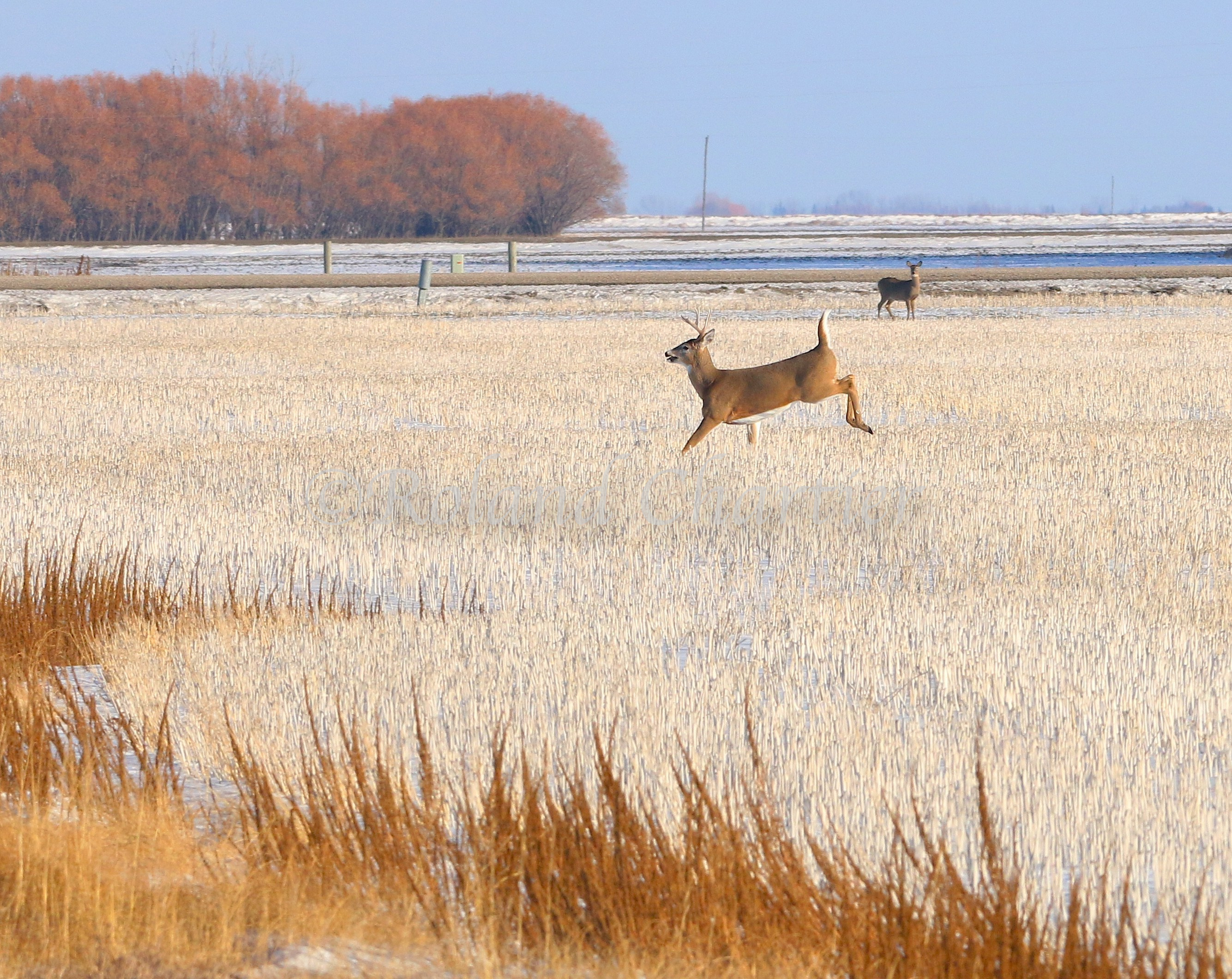 Deer jumping in an open farmers field during Fall time.